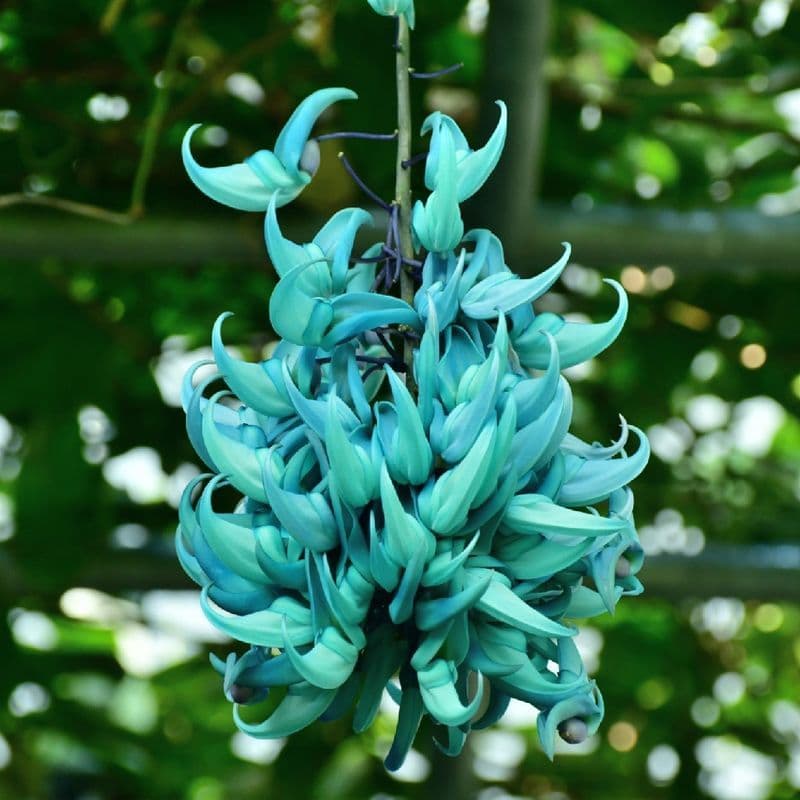 Liane de Jade — With long cascades of claw-shaped flowers in an unreal turquoise, the Jade Vine produces one of the rarest blue-green co