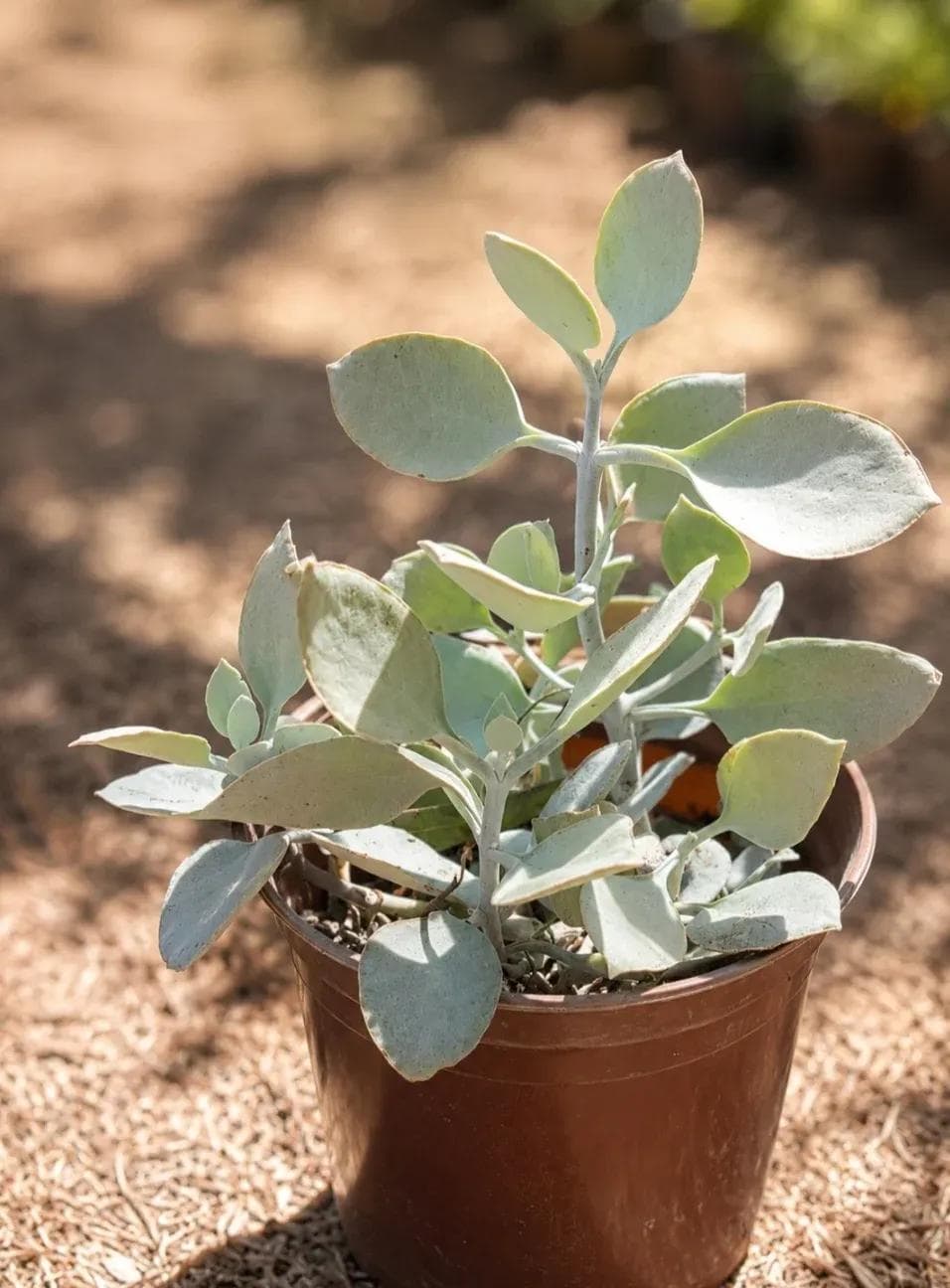 Kalanchoé Cuillères d'Argent — Spoon-shaped leaves under a felt so dense the whole plant looks as though it were dipped in silver.