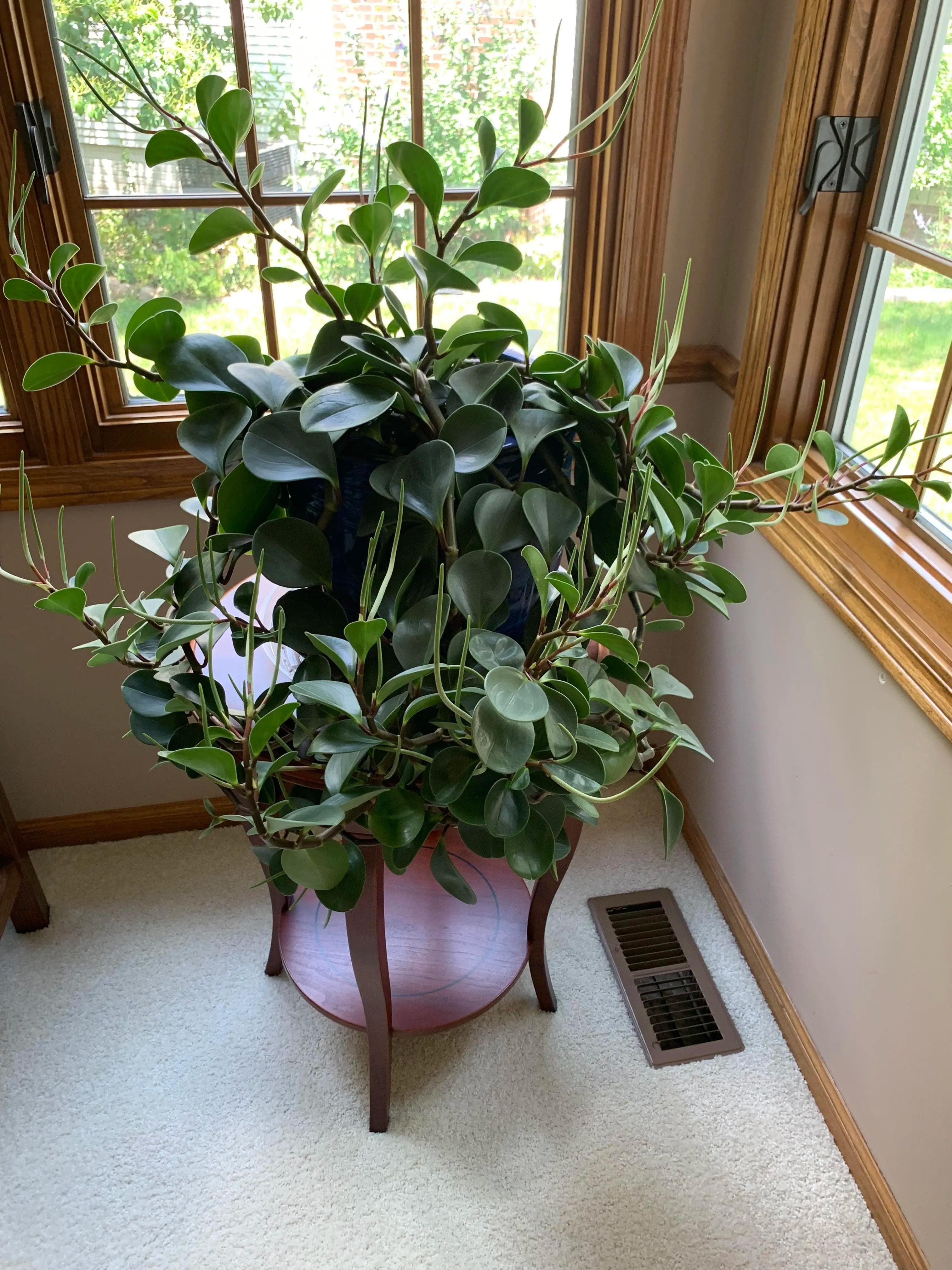 Peperomia Obtusifolia — Round, thick, glossy leaves on compact stems: the Peperomia is the perfect plant for small spaces.