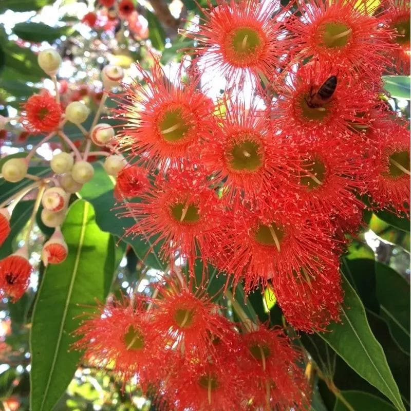 Eucalyptus Rouge — A trunk that sheds its bark in ribbons, revealing grey, cream and rust — the most widely planted tree outside its home.