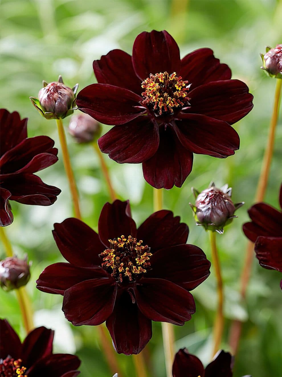Cosmos Chocolat — With velvety flowers of a maroon so deep it reads as black, and a genuine scent of chocolate, the Chocolate Cosmos has b