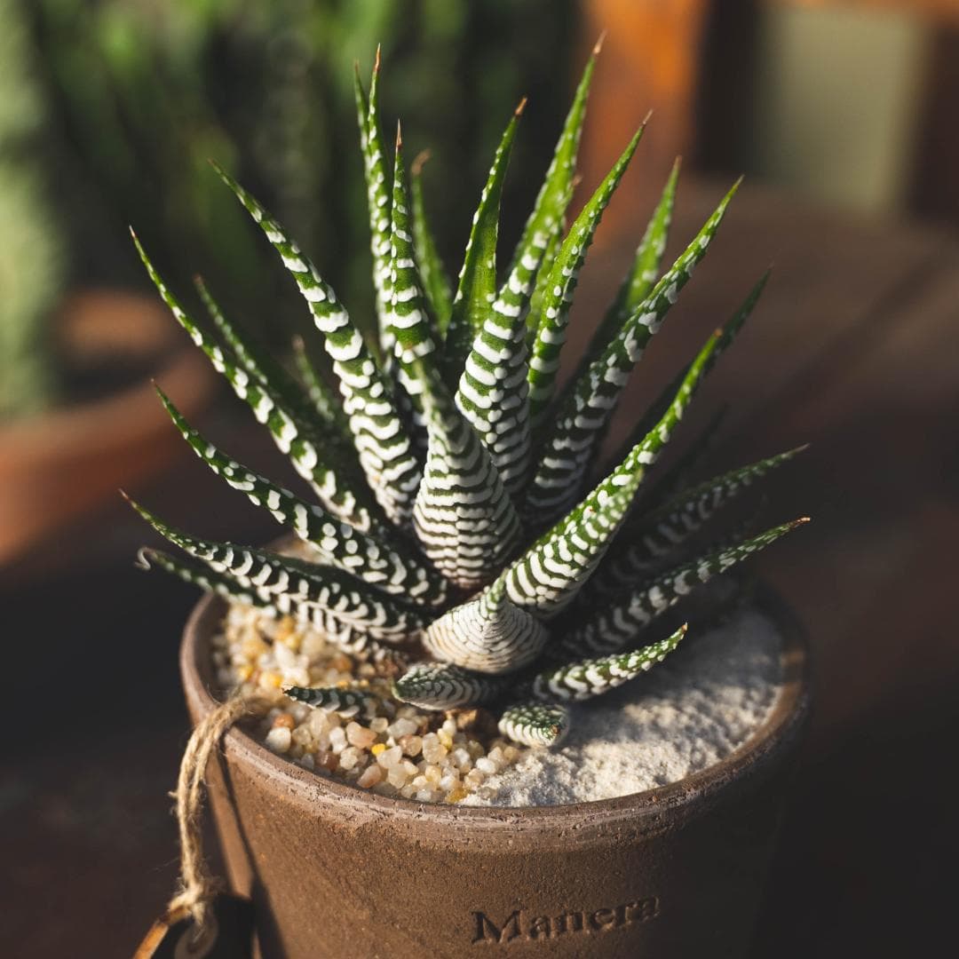 Haworthia Fasciata — A compact rosette banded with white pearls: the succulent that accepts a windowsill without direct sun, unlike cacti.