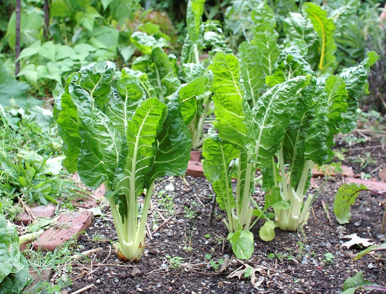 Blette — White, yellow or scarlet stalks and broad green leaves: two vegetables on one plant, for six months.