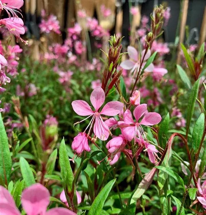 Gaura Lindheimeri — With a cloud of light white or pink flowers dancing at the slightest breeze on long supple stems, the Gaura is a swarm o