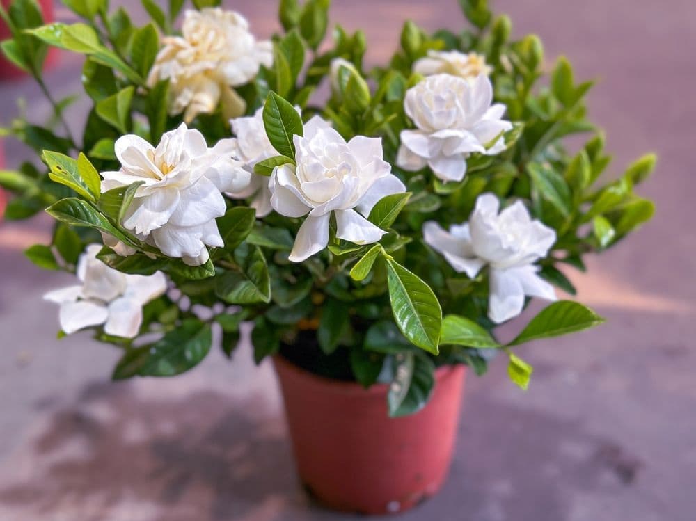 Gardénia — A tuberose scent on white wax flowers: it demands acid soil, which makes it a challenge on the coast's limestone.