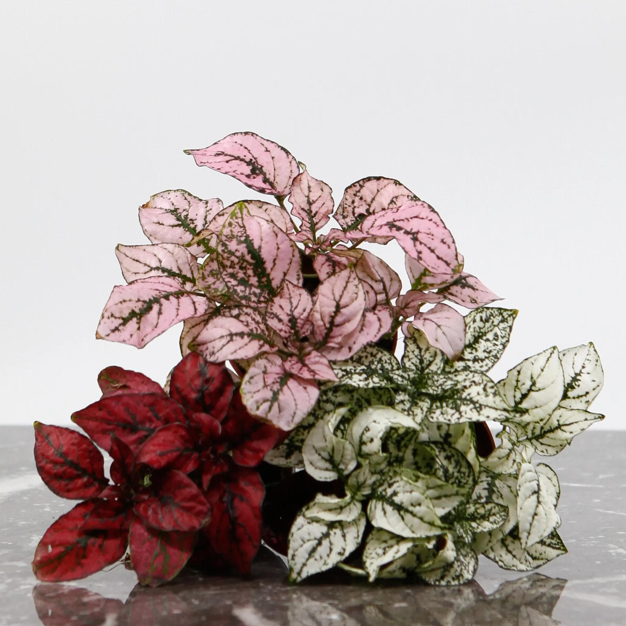Hypoestes Phyllostachya — With foliage splashed in pink, red, or white over a green base, the Polka Dot Plant never goes unnoticed.