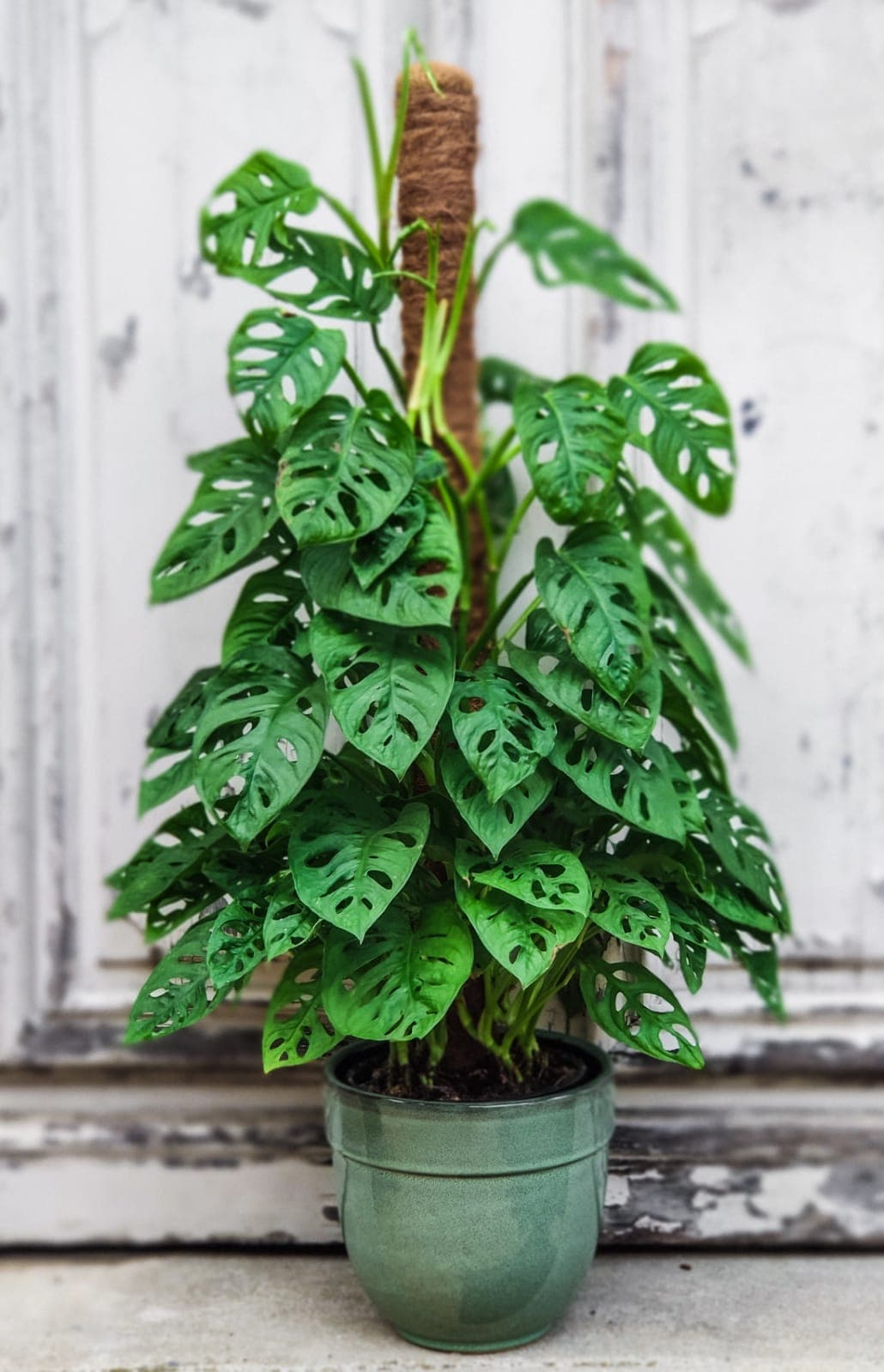 Monstera Adansonii — The "swiss cheese plant": leaves punched with clean holes, on a vine that trails or climbs, as you prefer.