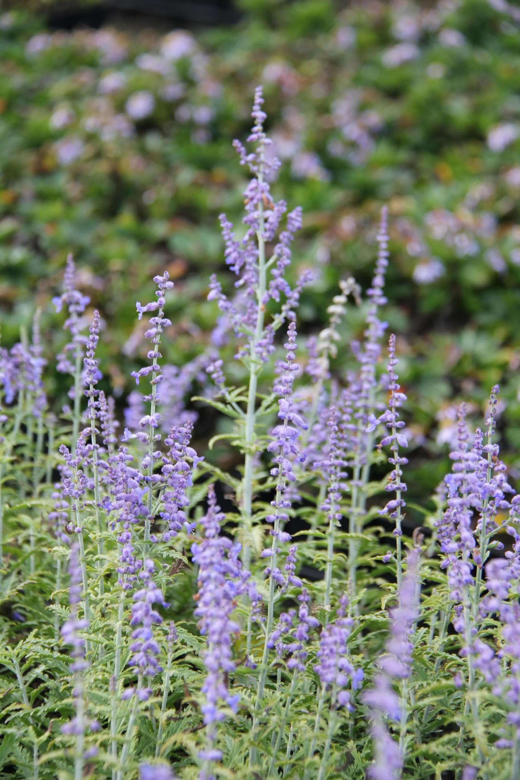 Perovskia Atriplicifolia — With a hazy cloud of lavender-blue flowers on aromatic silver stems, the Russian Sage is a bluish summer mist.