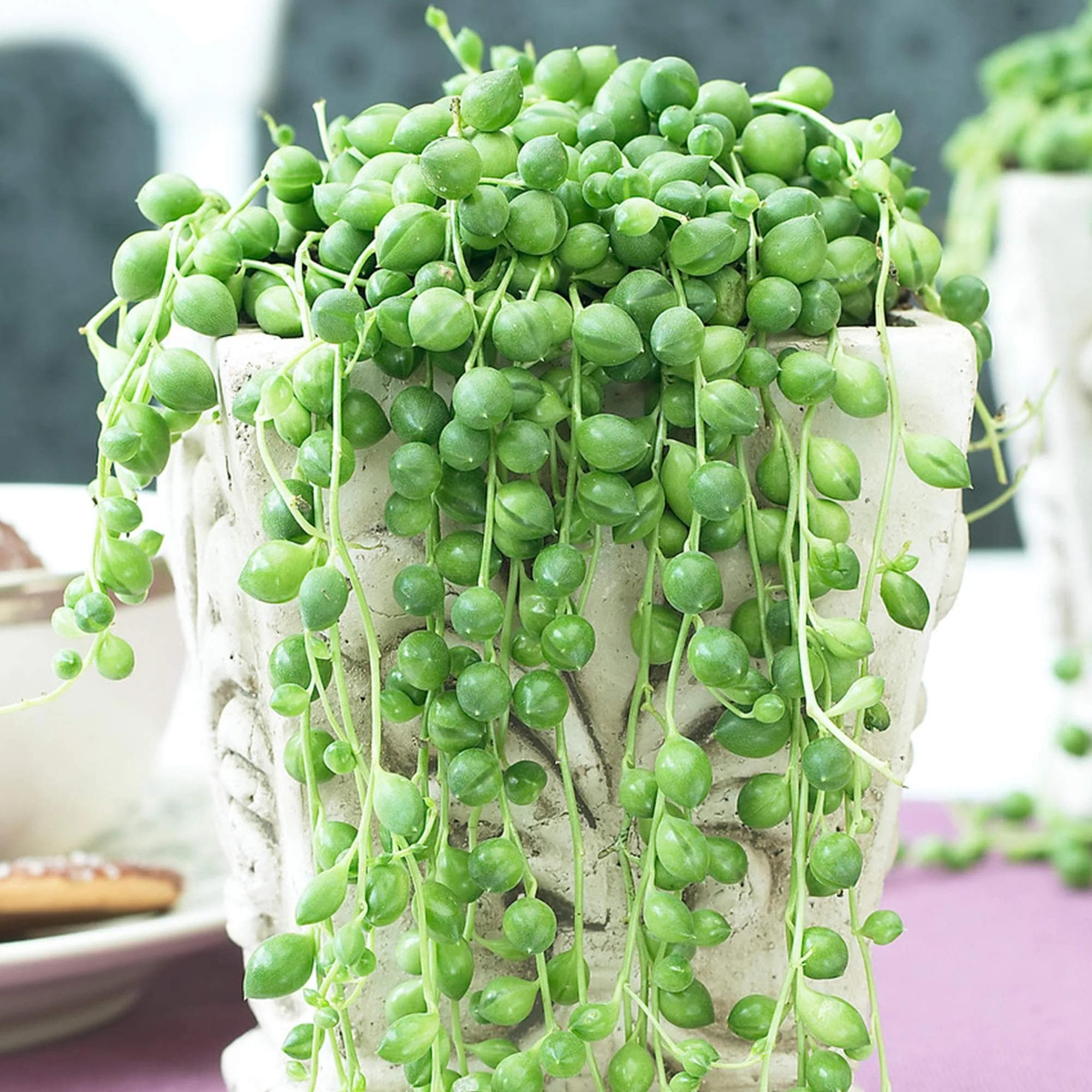 Senecio Rowleyanus — With long strands strung with small, perfectly spherical green pearls, String of Pearls is a fascinating hanging succule