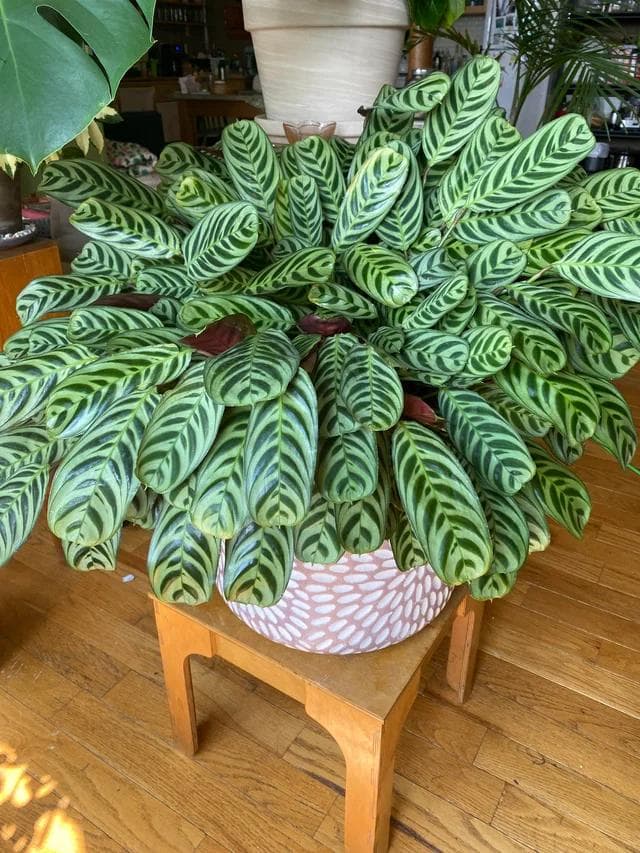Ctenanthe Burle-Marxii — With oval leaves painted in light and dark green chevrons and a purple underside, the Ctenanthe is a living tropical fre