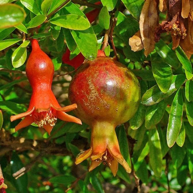 Grenadier — With its vermilion-red flowers and crowned fruit packed with ruby seeds, the Pomegranate is as ornamental as it is fruit