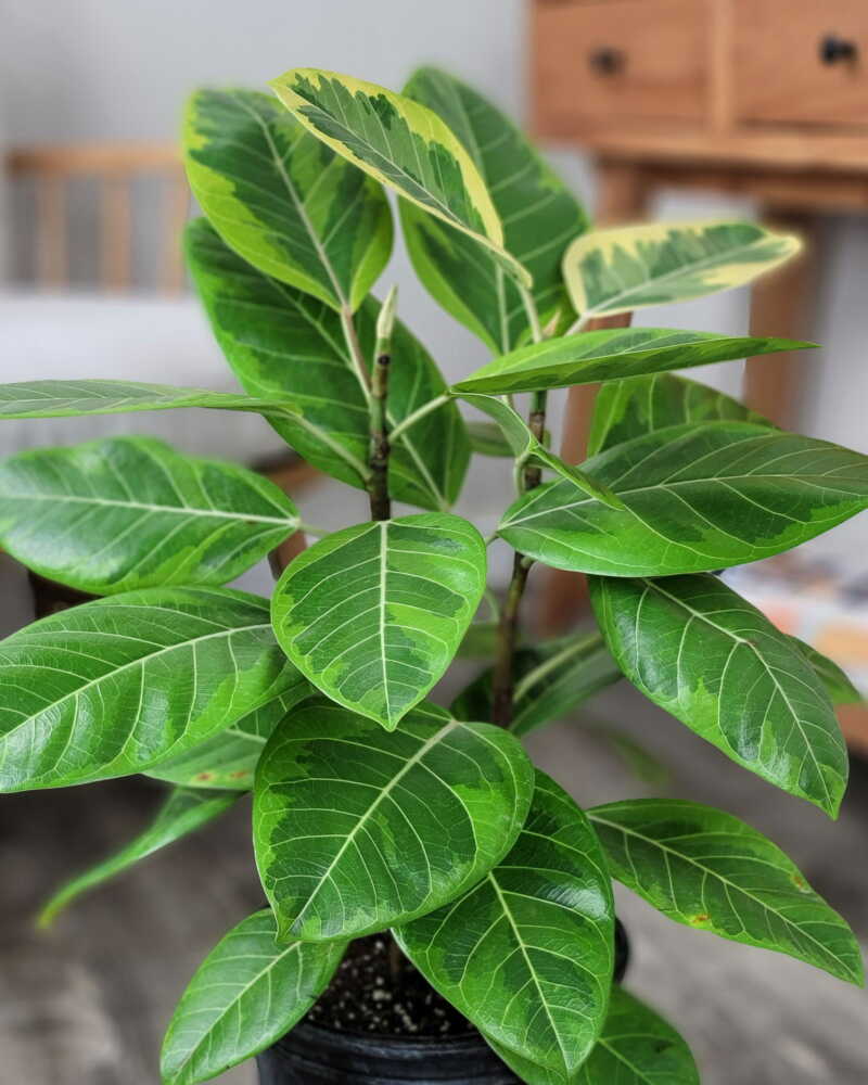 Ficus Altissima — De grandes feuilles vernissées bordées de vert-jaune, sur un arbre qui, dans la nature, commence sa vie perché sur un au