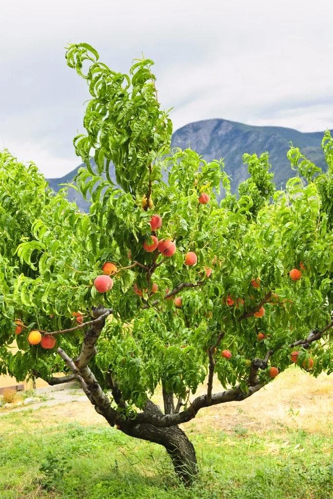 Pêcher — Avec ses fleurs roses éclatantes qui précèdent le feuillage et ses fruits veloutés gorgés de soleil, le Pêcher est l'emb