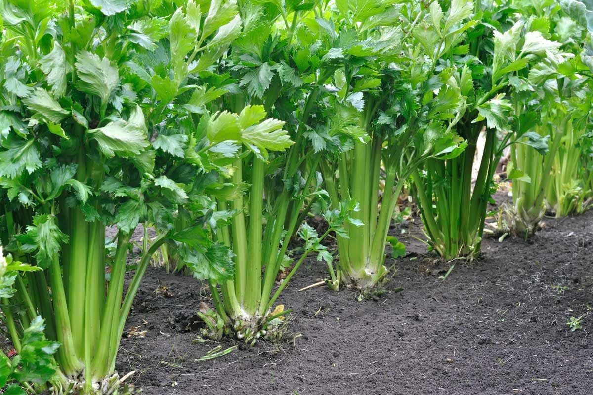 Céleri — Pale, crisp stalks won through water and shade — the domesticated version of a bitter marsh plant.