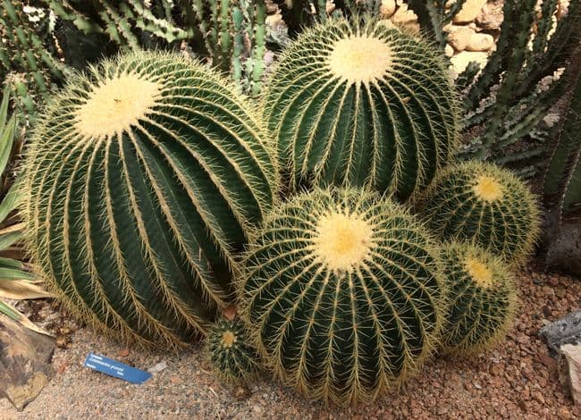 Coussin de Belle-Mère — A perfectly spherical green barrel armed with golden spines — common worldwide, nearly gone at home.