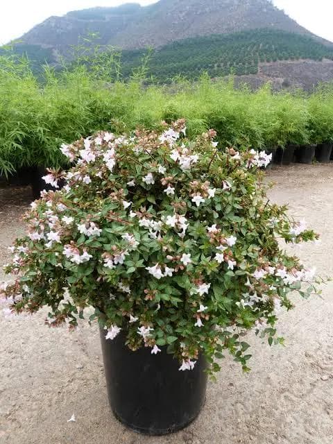 Abelia Grandiflora — Petites clochettes blanches parfumées de juin aux gelées, sur un feuillage brillant aux reflets bronze.