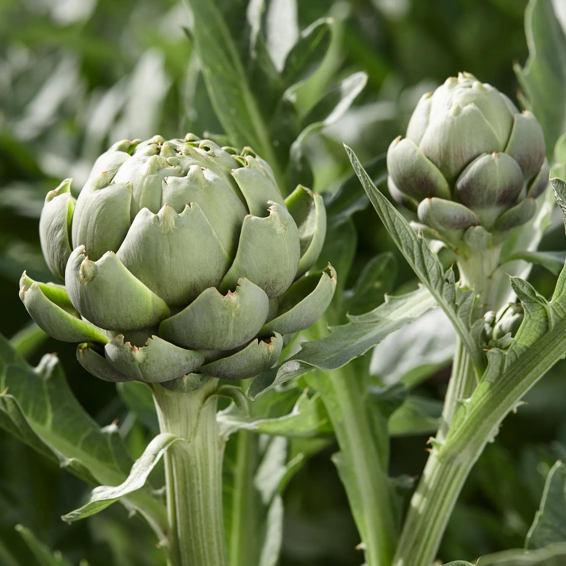 Artichaut — With its deeply cut silvery foliage and fleshy heads harvested before flowering, the Artichoke is as ornamental as it is