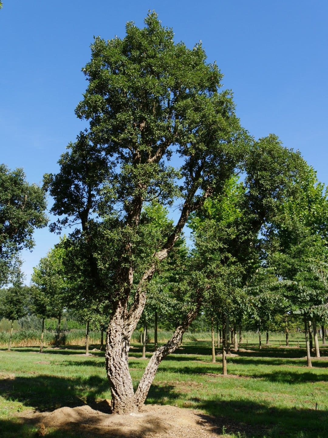 Chêne-Liège — A tree stripped bare every decade without dying: its thick bark grows back, and it lives two centuries.