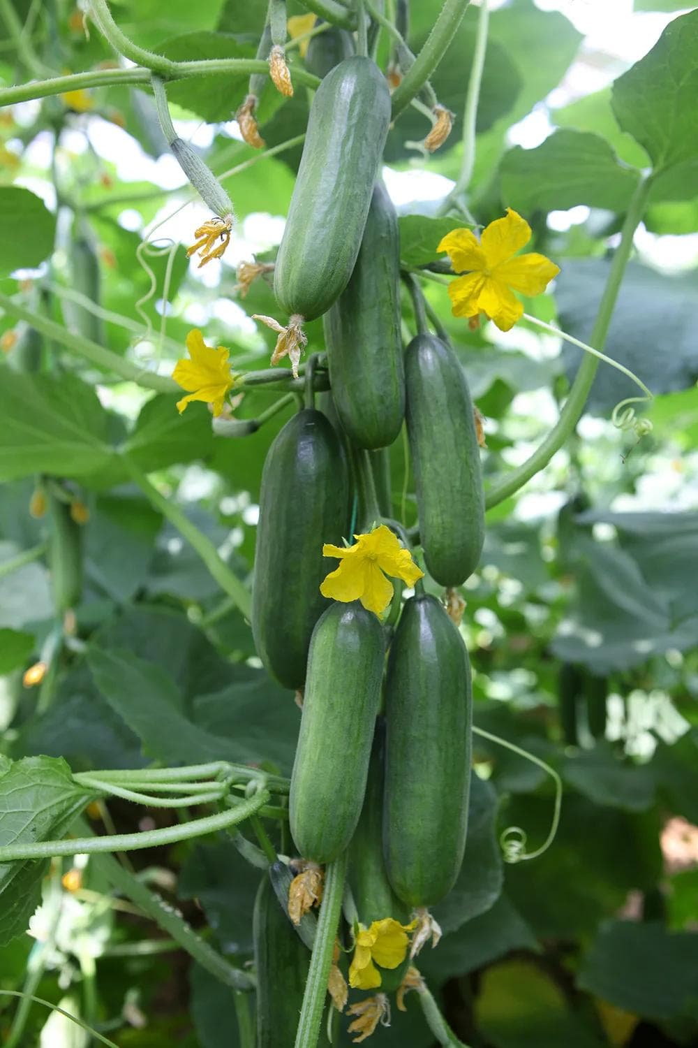 Concombre — With vigorous climbing stems and crisp, water-filled fruit, the Cucumber is the refreshing vegetable of hot summers.