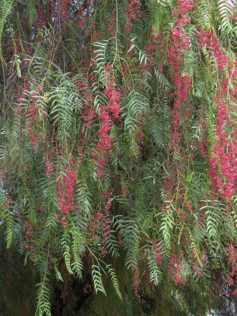 Faux Poivrier — Un feuillage retombant comme un saule, et des grappes de baies roses qui parfument la main quand on les froisse.