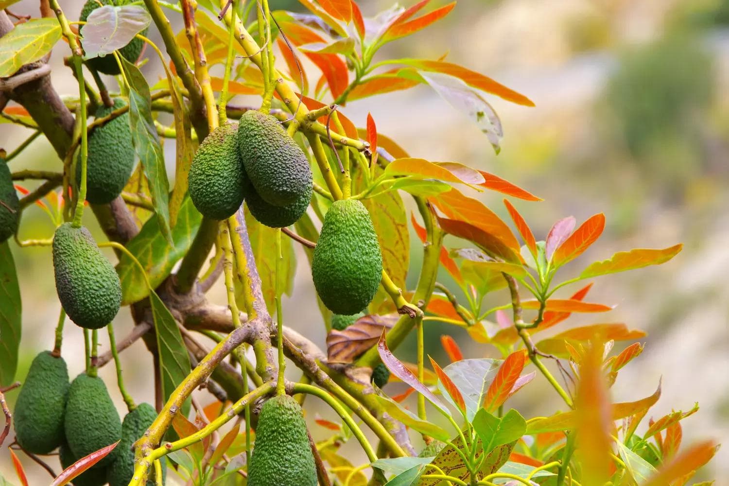 Avocatier — Ses fleurs changent de sexe au cours de la journée : sans un second arbre du groupe complémentaire, la récolte reste ane