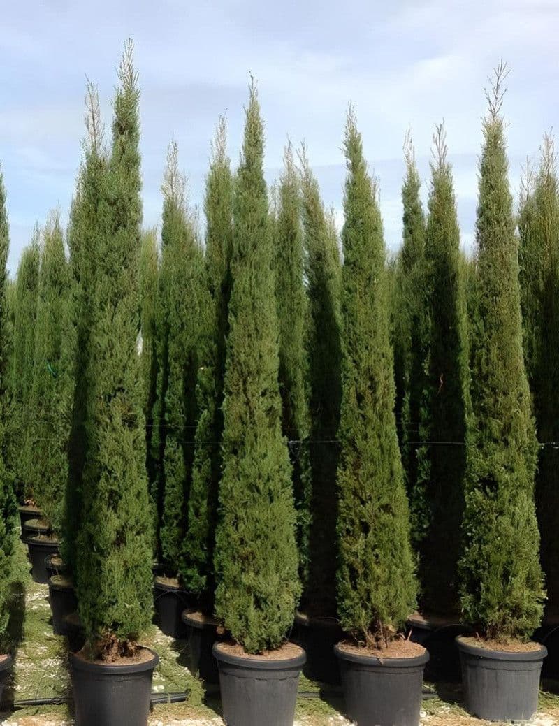 Cyprès d'Italie — La colonne verte du paysage méditerranéen : vingt mètres de haut pour deux mètres de large, et plusieurs siècles de long