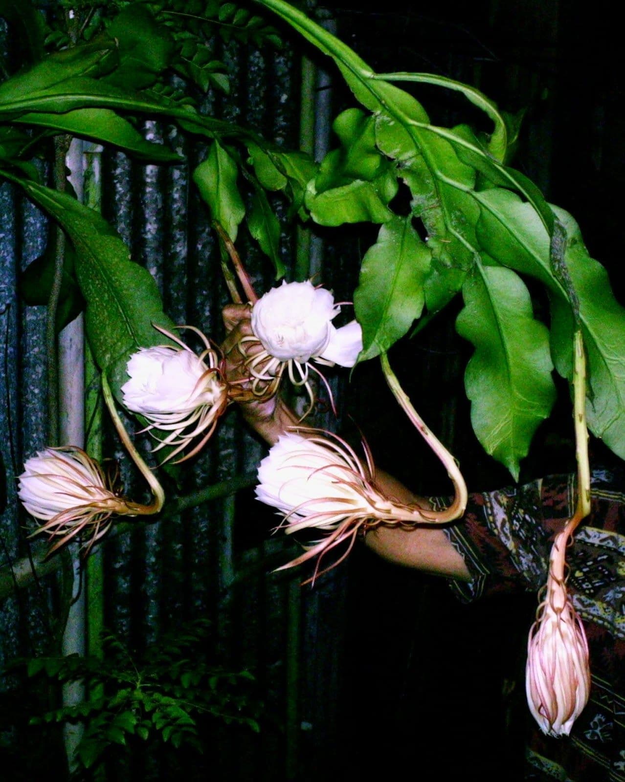 Reine de la Nuit — With an enormous white flower that opens for a single night and wilts before dawn, the Queen of the Night offers the mos
