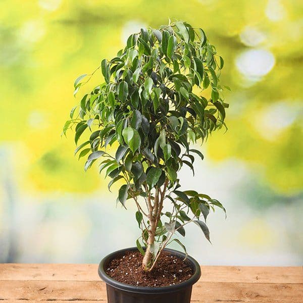 Ficus Benjamina — Il perd ses feuilles à chaque déménagement, puis repart : une fois sa place trouvée, ne plus le bouger est la seule règl