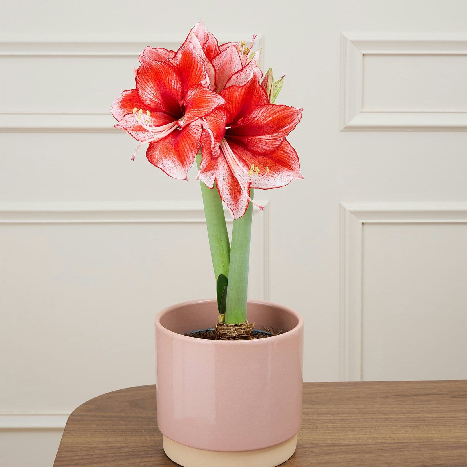 Amaryllis — A large bulb that, potted in December, opens four twenty-centimetre trumpets six weeks later.