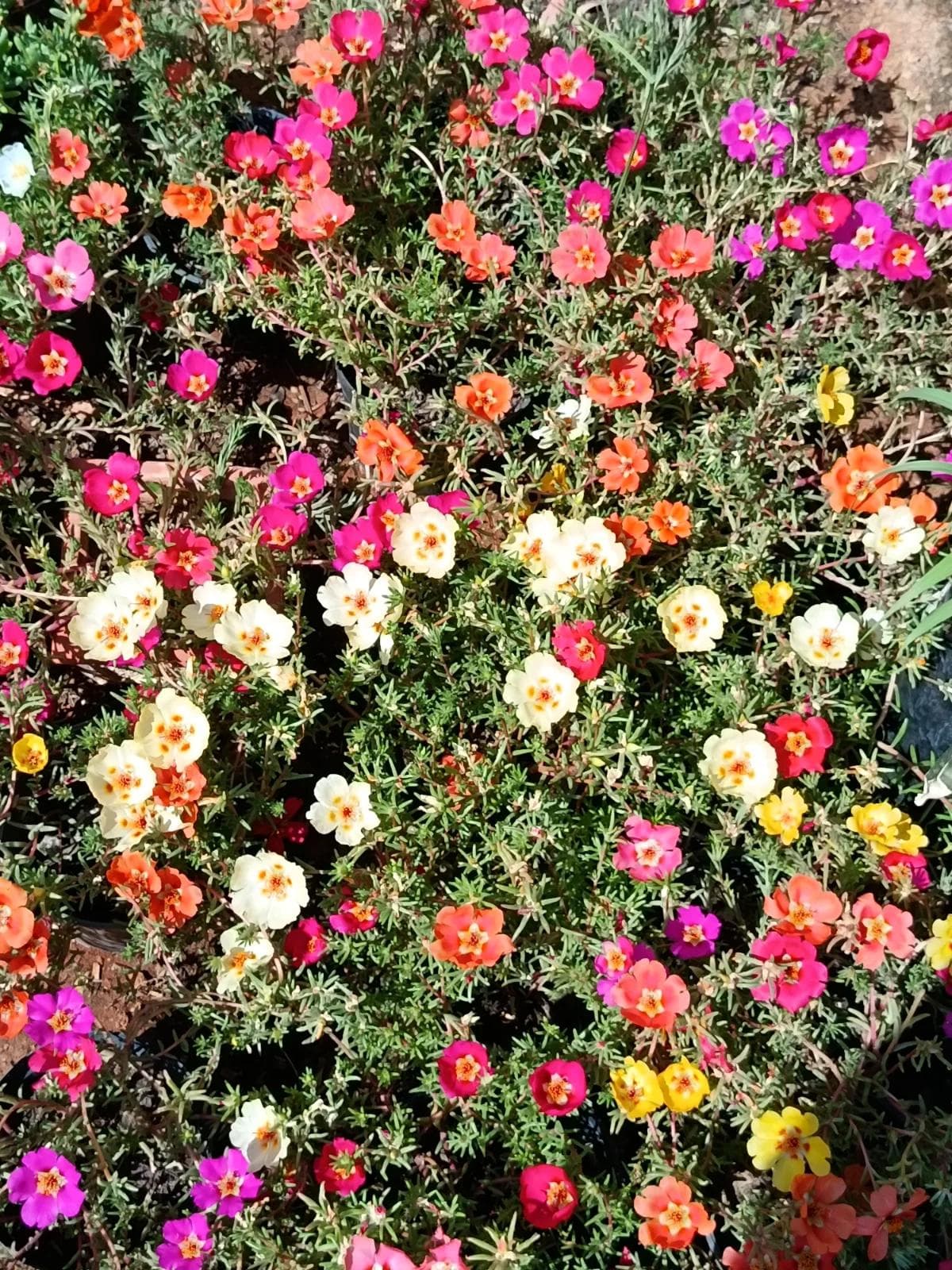 ورد الصباح — Le Pourpier est une plante annuelle très florifère et facile à entretenir. Il apprécie particulièrement le plein soleil
