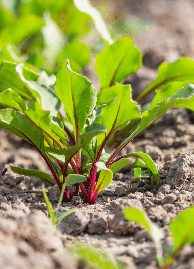 Betterave — A purple root tasting of sweet earth — and the plant that let Europe make its own sugar.