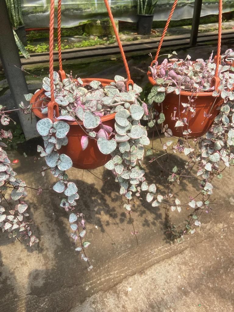 Ceropegia Woodii — The string of hearts unrolls meters of fine threads adorned with small marbled heart-shaped leaves.