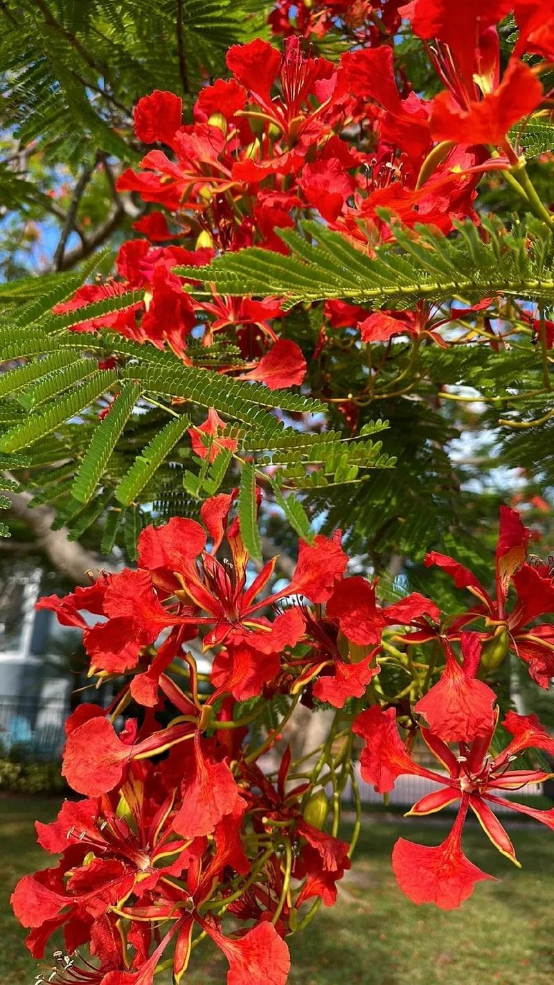 Flamboyant d'Australie — A tree that drops every leaf in spring in order to cover itself entirely in scarlet bells.