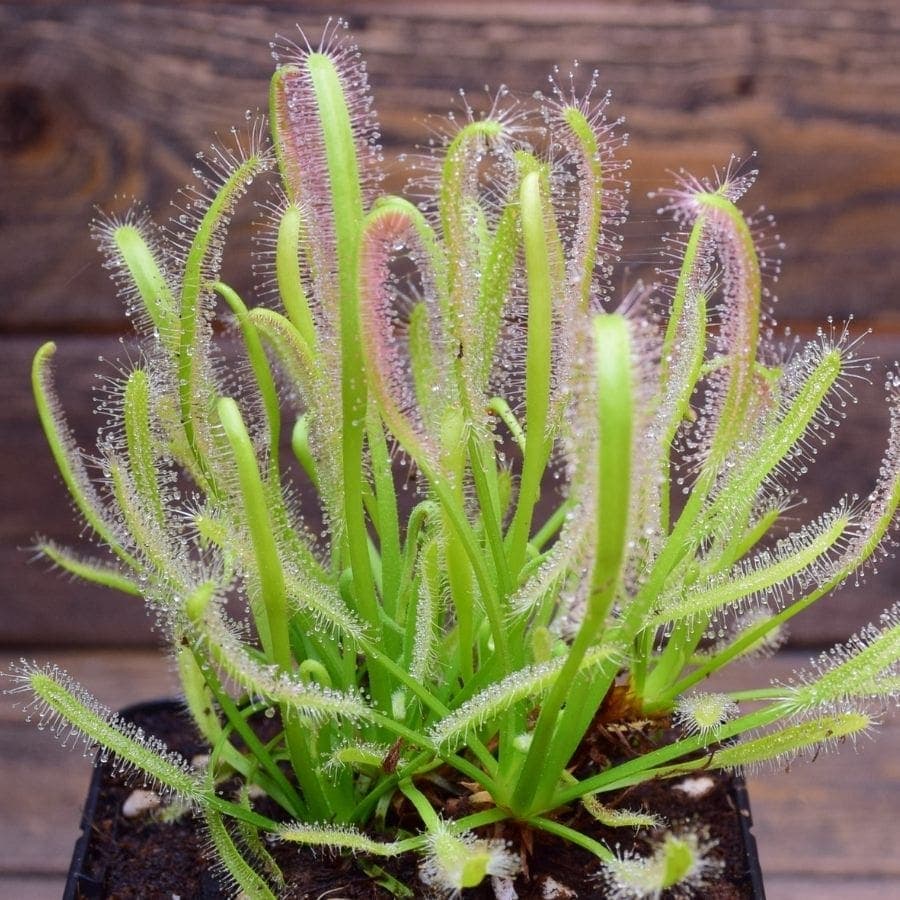 Drosera du Cap — Strap-shaped leaves covered in glistening drops that never dry — and that fold over whatever they catch.