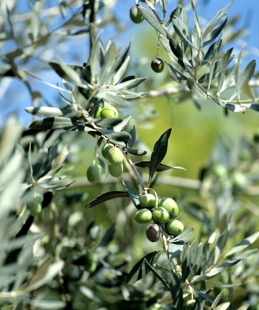 Olivier — With its silvery evergreen foliage and gnarled trunk sculpted by centuries, the Olive Tree is the emblematic tree of the