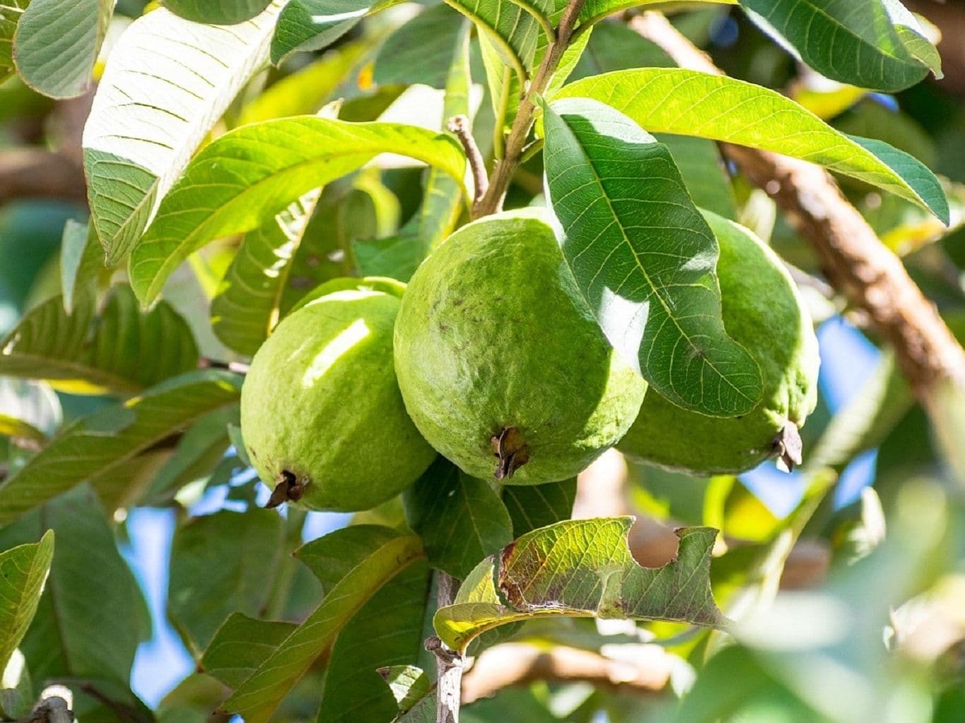 الجوافة — ثمرة يملأ عطرها الغرفة كلها، وتحوي فيتامين ج أكثر من أي حمضيّة.