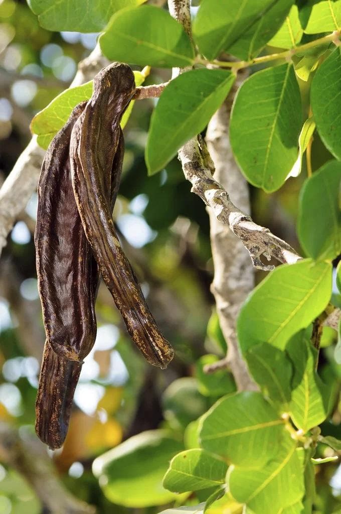 Caroubier — With its broad evergreen crown and long brown pods rich in sugar, the Carob is a tree of shade and sustenance in arid la