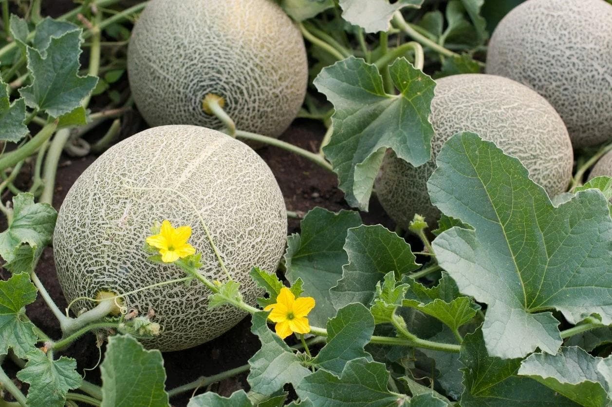 البطيخ الأصفر — بثماره العطرة ذات اللبّ البرتقالي الحلو، يُعدّ البطيخ الأصفر من أكثر مباهج الصيف المتوسطي انتظارًا.