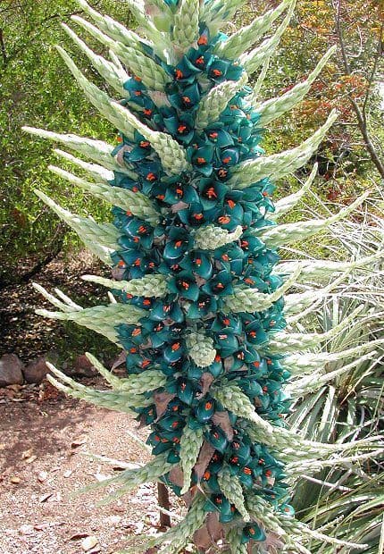Puya Berteroniana — Des fleurs turquoise métallique sur une hampe de deux mètres : une couleur presque introuvable dans le règne végétal, né