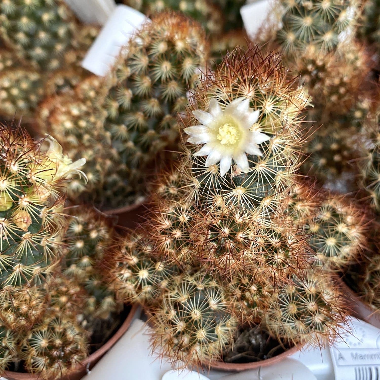 Cactus Doigts de Dame — A colony of small upright fingers, clothed in golden spines interlaced into regular stars.