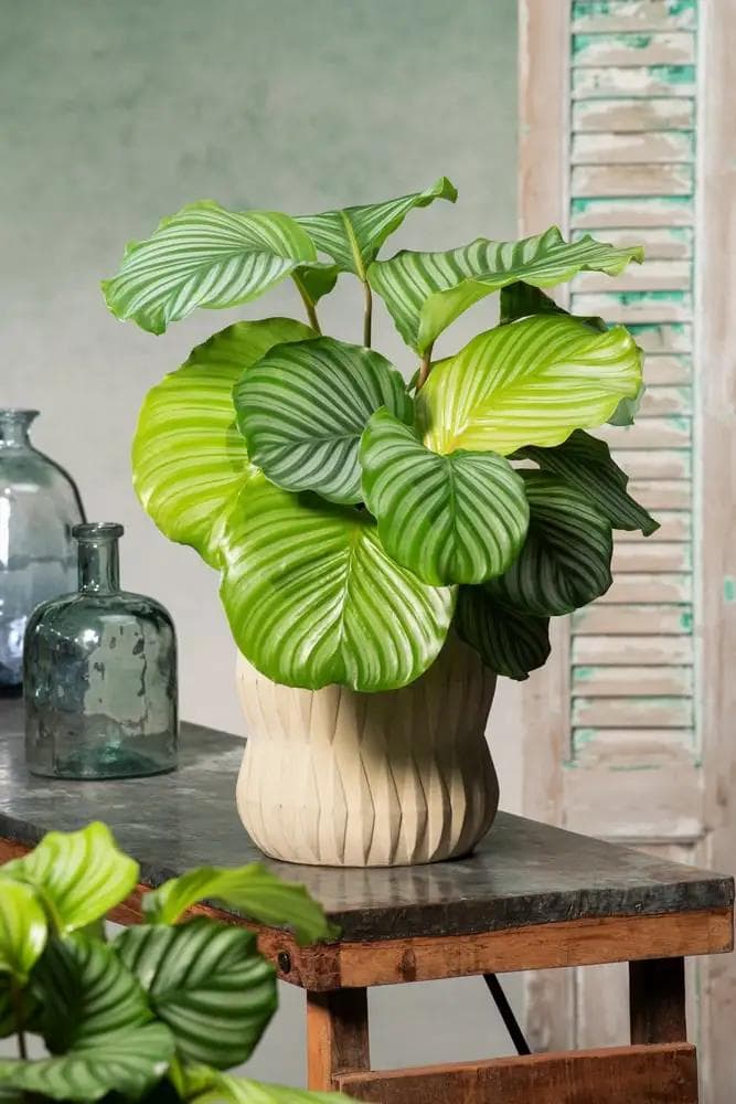 Calathea Orbifolia — With broad round leaves striped in silver and soft green, the Calathea Orbifolia is the most majestic of the prayer plan