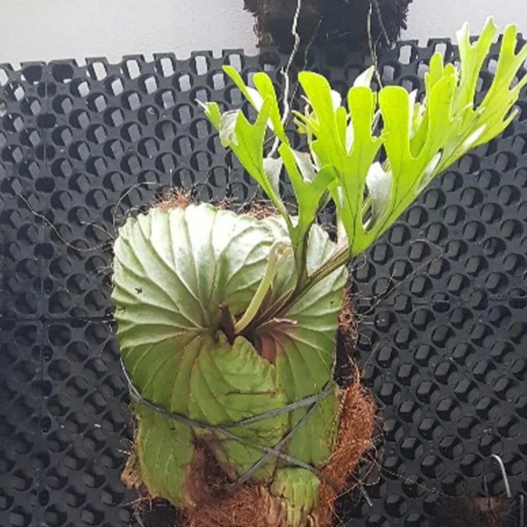 Platycerium — Une fougère qui vit sur les arbres, pas dans la terre : deux types de frondes, l'une en bouclier, l'autre en bois de cer